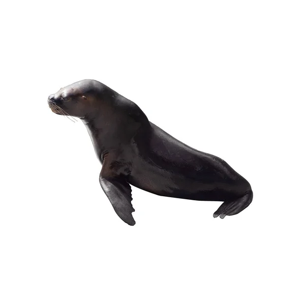 Sea Lion — Stock Photo, Image