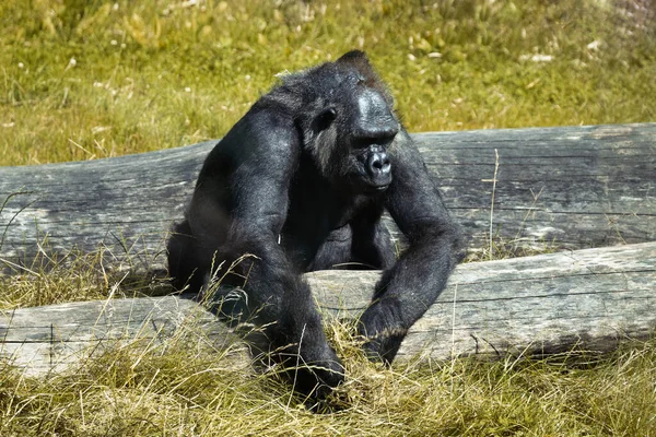 Black Gorilla Reserve Sitting Grass — Stock Photo, Image