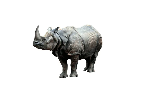Rinoceronte Isolado Sobre Fundo Branco — Fotografia de Stock