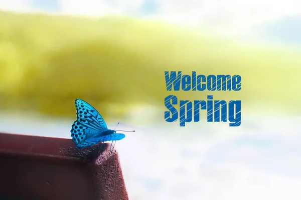 Exotic blue butterfly,  welcome spring concept
