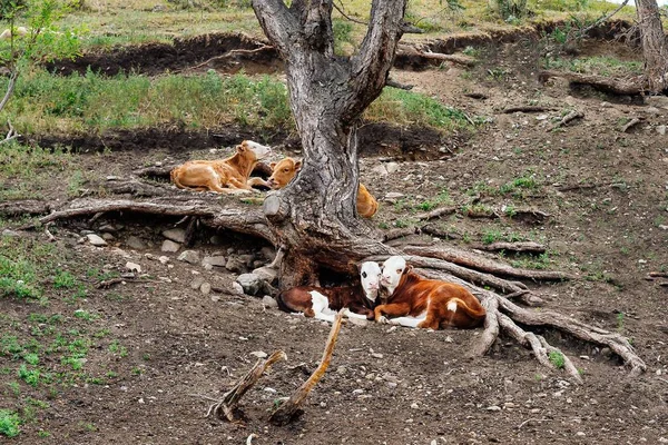 Cows in love under a tree. Couples of cows
