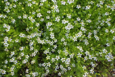 Arazide çiçek açan Beyaz Nigella sativa çiçekleri. Üst Görünüm Doku arkaplanı
