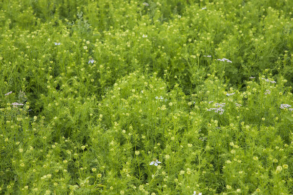 Цветущие белые цветы Nigella сатива в поле