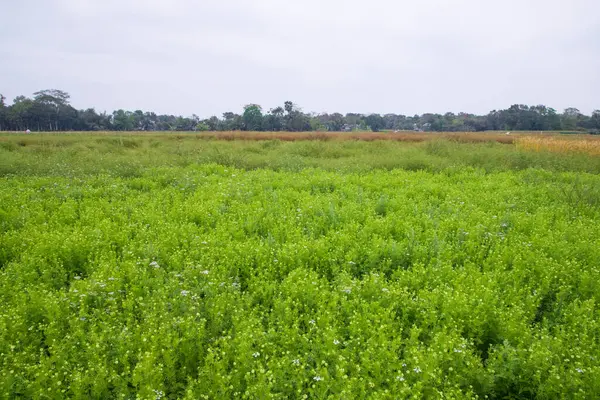 Blooming White Nigella Sativa Flowers Field Blue Sky Natural Landscape Royalty Free Stock Photos