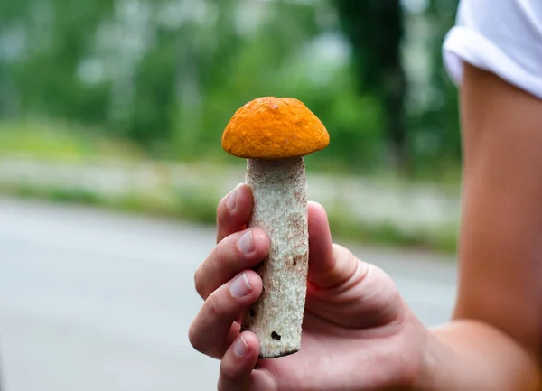Forest Mushroom Hand Harvesting — Stock Photo, Image
