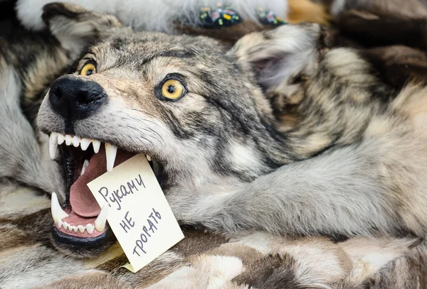 Piel Lobo Con Cabeza Cabeza Lobo Con Los Ojos Abiertos —  Fotos de Stock