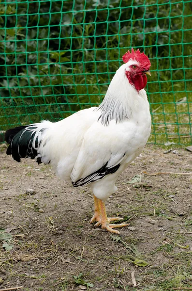 Gallo Blanco Sobre Fondo Verde Agricultura Aves —  Fotos de Stock