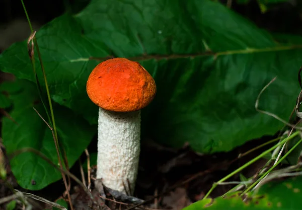 Champignon Forestier Avec Une Casquette Orange Sur Fond Vert Récolte — Photo