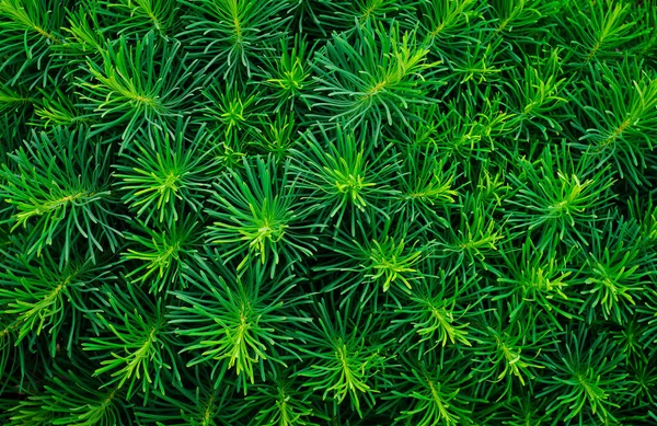 Background Fresh Greenery Texture Plants — Stock Photo, Image