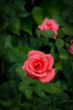 Yeşil yapraklı pembe gül goncaları. Bahçe çiçekleri.