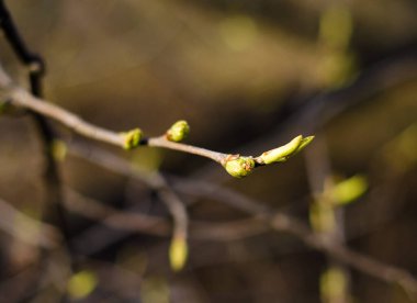 Tomurcuklu dal. Bahar. Yapraklar ağaçlarda çiçek açıyor.