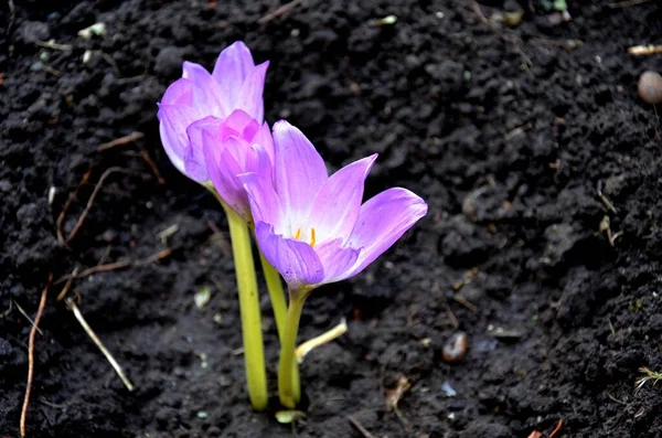 Gouttes Neige Lilas Sur Fond Terre Noire Crocus — Photo