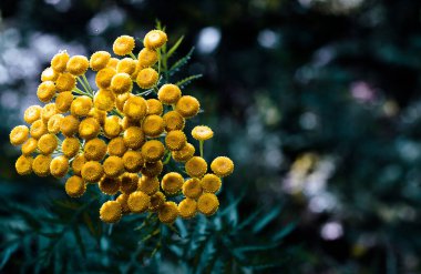 Tansy. Yaprakların arka planında küçük sarı cilt yüzeyi.
