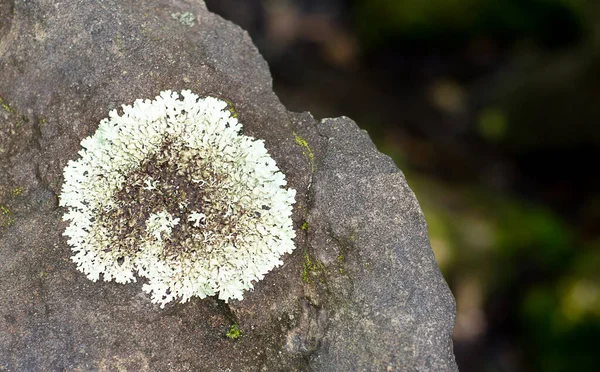 Lichene Grigio Bianco Cresce Sulla Pietra Licheni Foglia Sotto Forma — Foto Stock