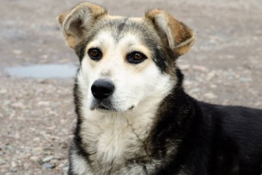 Bahçedeki gri köpek dikkatlice önüne bakıyor..