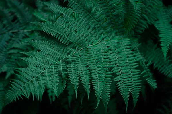 Прекрасний Фон Молодого Зеленого Листя Папороті — стокове фото
