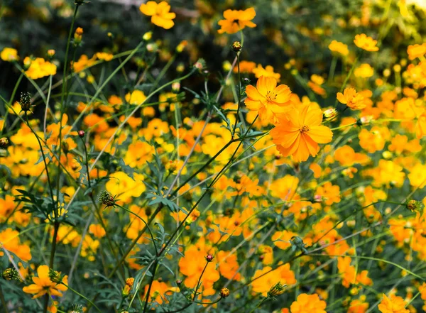 Yeşil arka planda parlak turuncu bahçe çiçekleri. Sarı çiçeklerin arka planı. Şehir peyzajının tasarımı. Sarı renkli dekoratif çiçekli bitkiler.