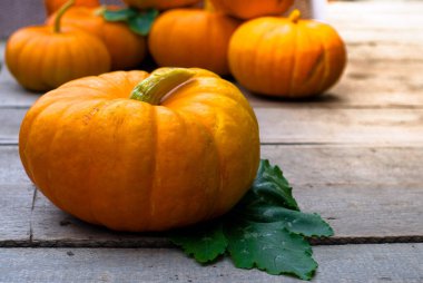 Eski tahtaların arka planında olgun balkabakları. Sebze hasadı. Sonbahar sakin bir hayat.