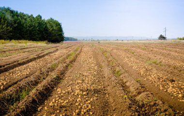 Patates hasadı. Kazılmış yumrulu büyük patates tarlaları. Tarım endüstrisi. Çiftçilik. Olerikültür.