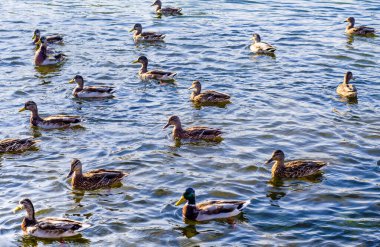 Bir vahşi ördek sürüsü su deposunun yüzeyinde yüzüyor. Doğal ortamlarında su kuşları.