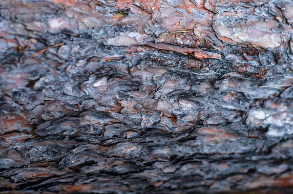 Background Tree Bark Textured Pine Bark Close Soft Focus — Stock Photo, Image