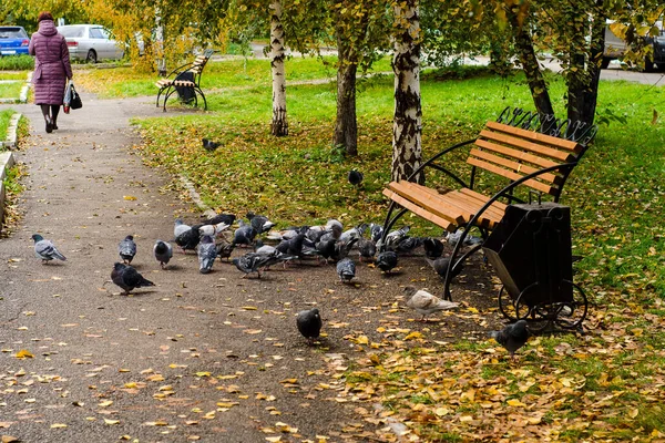 Rebanho Pombos Urbanos Alimentam Parque Entre Árvores Outono Com Folhagem — Fotografia de Stock