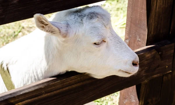 Retrato Una Joven Cabra Blanca Primer Plano Cerca Mascotas Agricultura — Foto de Stock