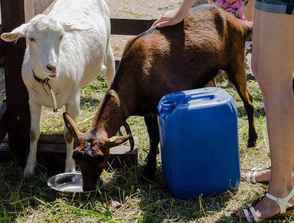 Las Cabras Blancas Pardas Granja Beben Agua Una Taza Mascotas — Foto de Stock