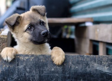 Saklandığın yerden gizlice bakan şirin bir köpek yavrusu. Evcil hayvanlar.