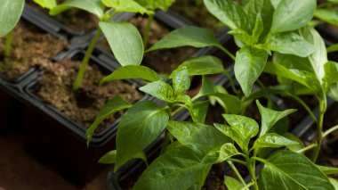 Bahçede siyah plastik kaplarda taze biber filizleri.