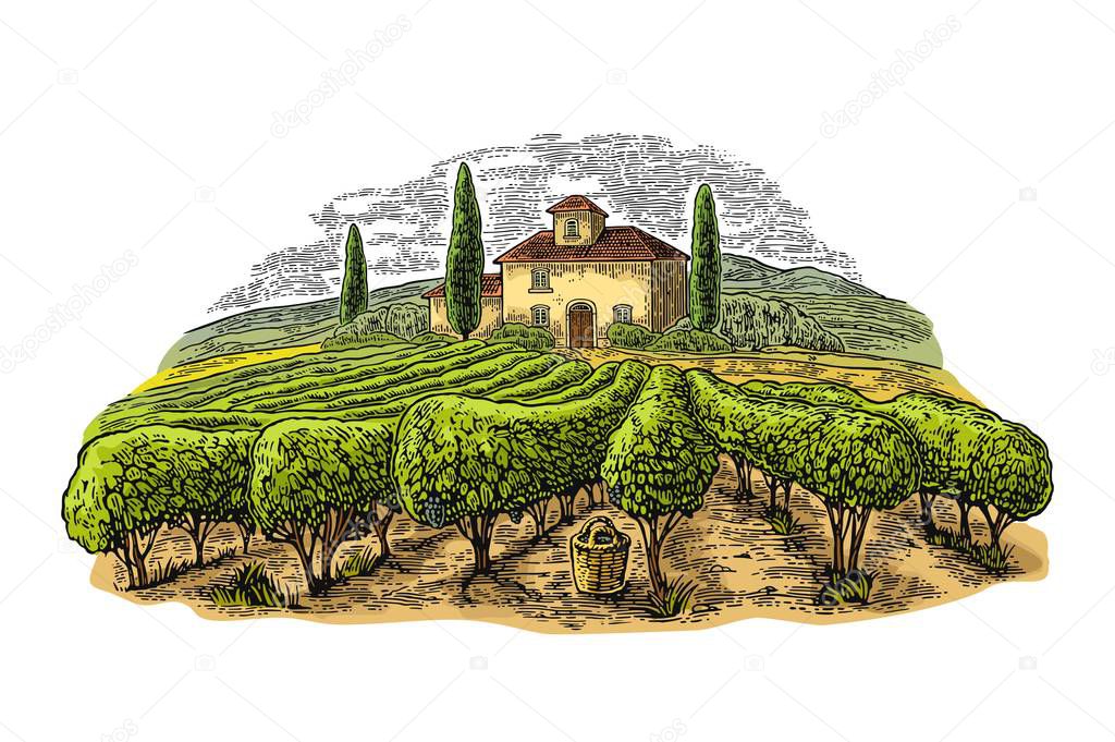 Rural landscape with villa, vineyard fields and hills. Vector color vintage engraving isolated on white background. Hand draw design illustration for label or poster.