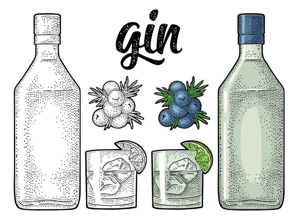 Branch of Juniper with berries. Vintage vector color engraving