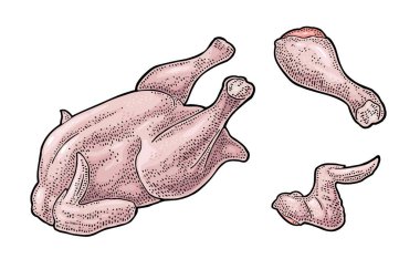 Bütün, bacak, kanat tavuk. Vintage renk poster ve etiket için illüstrasyon oyma. Beyaz arka plan üzerinde izole.