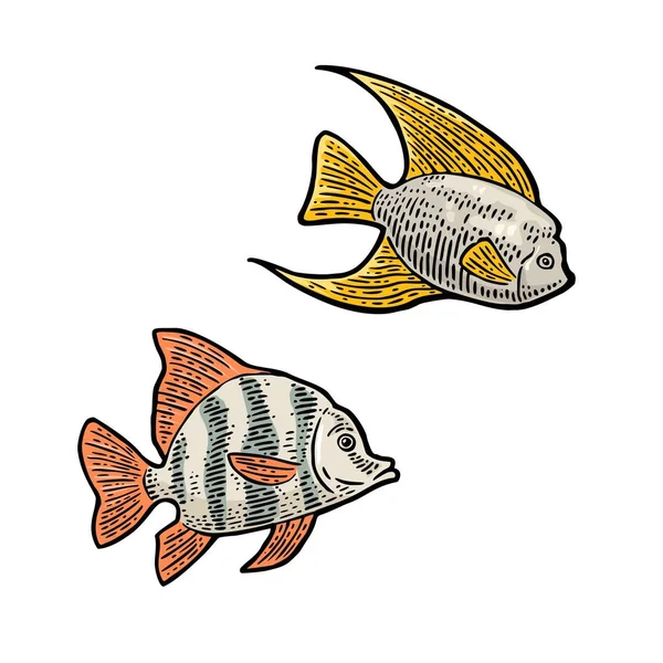 Poisson Gravure Vectorielle Couleur Illustrations Vintage Isolé Sur Fond Blanc — Image vectorielle