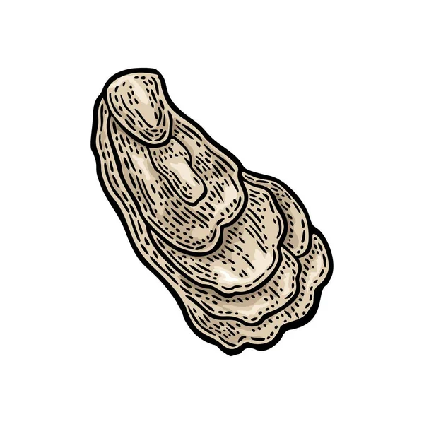 Oester Geïsoleerd Een Witte Achtergrond Vectorillustratie Gravure Vintage Kleur Hand — Stockvector