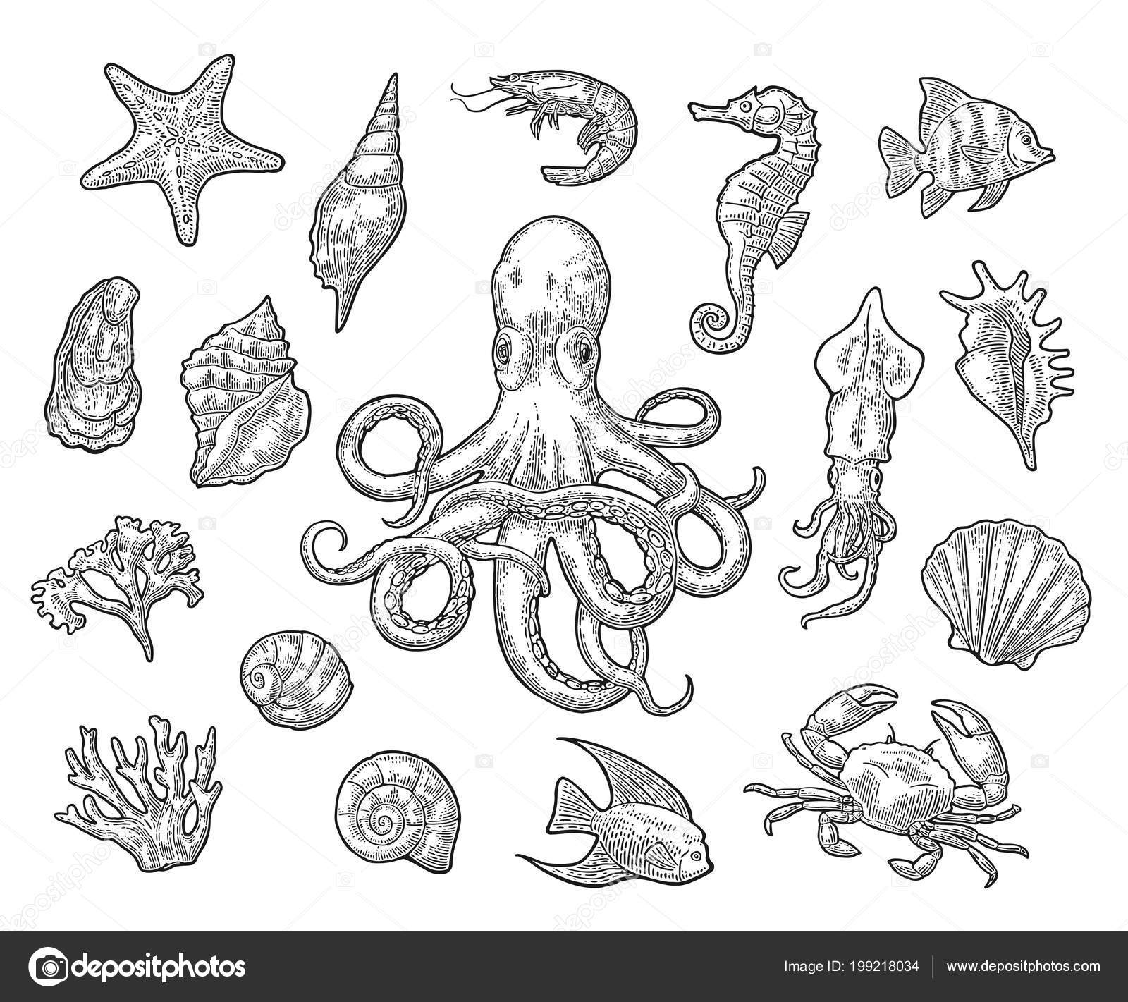 Set Sea Animals Shell Cuttlefish Coral Oyster Crab Shrimp Seaweed Stock  Vector Image by ©DenisPotysiev #199218034