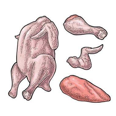 Bütün, bacak, kanat tavuk. Vintage renk poster ve etiket için illüstrasyon oyma. Beyaz arka plan üzerinde izole.