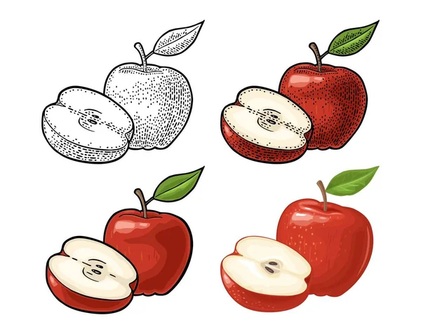 Elmalı ve yapraklı. Vintage renkli gravür ve poster ve web için düz çizim. Beyaz arkaplanda izole.