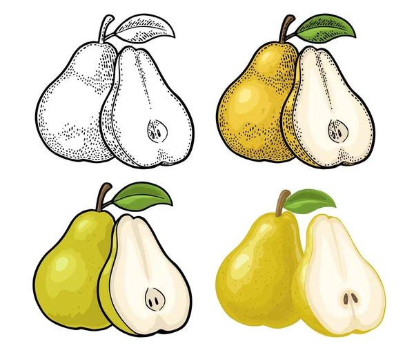 Armut tam ve yarım yaprak. Vintage renk gravür ve düz Gösterim amacıyla poster, web. Beyaz arka plan üzerinde izole.