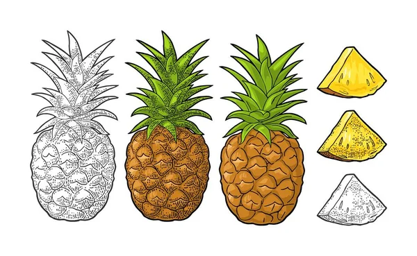 Ananas Entiers Tranchés Illustration Gravure Vintage Couleur Vectorielle Noir Pour — Image vectorielle