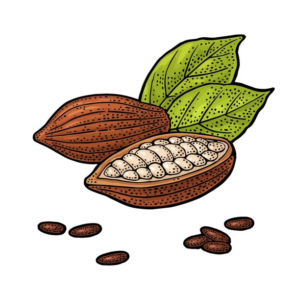 Fruits Cacao Aux Feuilles Haricots Illustration Vectorielle Gravure Vintage Isolé — Image vectorielle