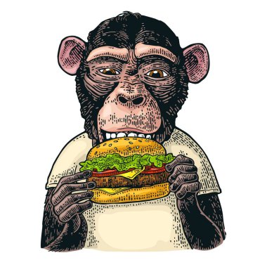 Hamburger hamburger yeme bir t-shirt giyen maymun. Vintage renk poster için illüstrasyon oyma. Beyaz arka plan üzerinde izole