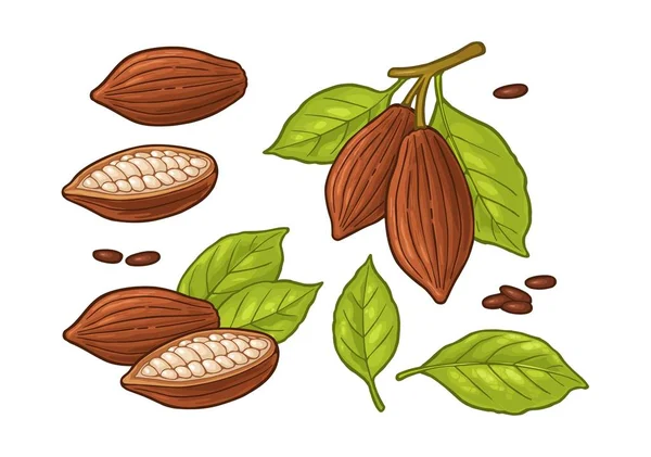 Folhas Frutos Grãos Cacau Vector Ilustração Cor Vintage Isolado Fundo — Vetor de Stock