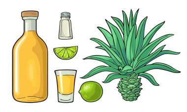 Bir bardak ve bir şişe tekila. Kaktüs mavisi agave, tuz ve limon. Elle çizilmiş alkollü kokteyl seti. Etiket ve poster için klasik renk vektör çizimi. Beyaz arkaplanda izole