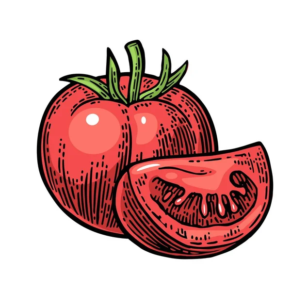 Tomate entero y rebanada aislada sobre fondo blanco . — Vector de stock