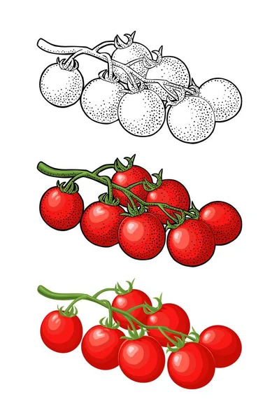 Цілий помідор. Векторні гравіровані та плоскі ілюстрації ізольовані на білому — стоковий вектор