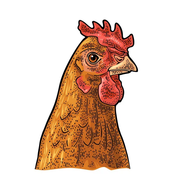 Pollo Cabeza Mano Dibujada Estilo Gráfico Ilustración Grabado Vector Color — Archivo Imágenes Vectoriales