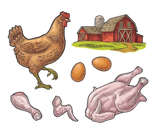 Hühnchen Setzen Hut Bein Flügel Und Bauernhof Vintage Farbvektorgravur Illustration — Stockvektor