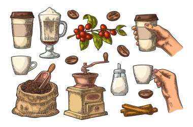 Kahve ayarlayın. Cam latte, fasulye, tahta kaşık, el değirmeni, şeker, tarçın çubuğu, yaprak ve meyve ile şube. Kadın elini Kupası tut. Vintage renk vektör illüstrasyon izole beyaz gravür