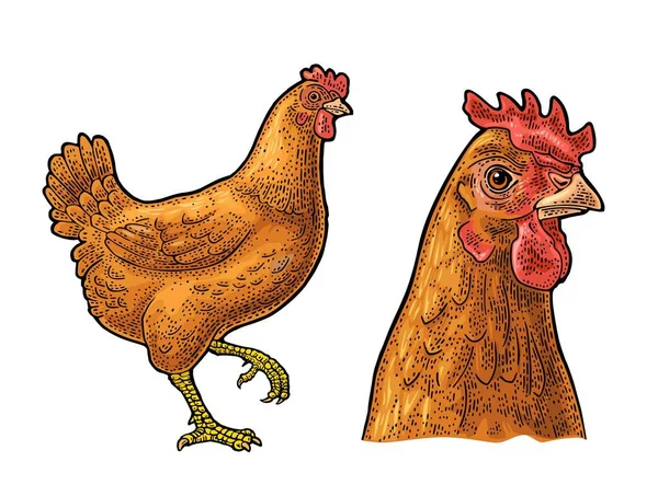 Pollo Mano Dibujada Estilo Gráfico Ilustración Grabado Vector Color Vintage — Archivo Imágenes Vectoriales